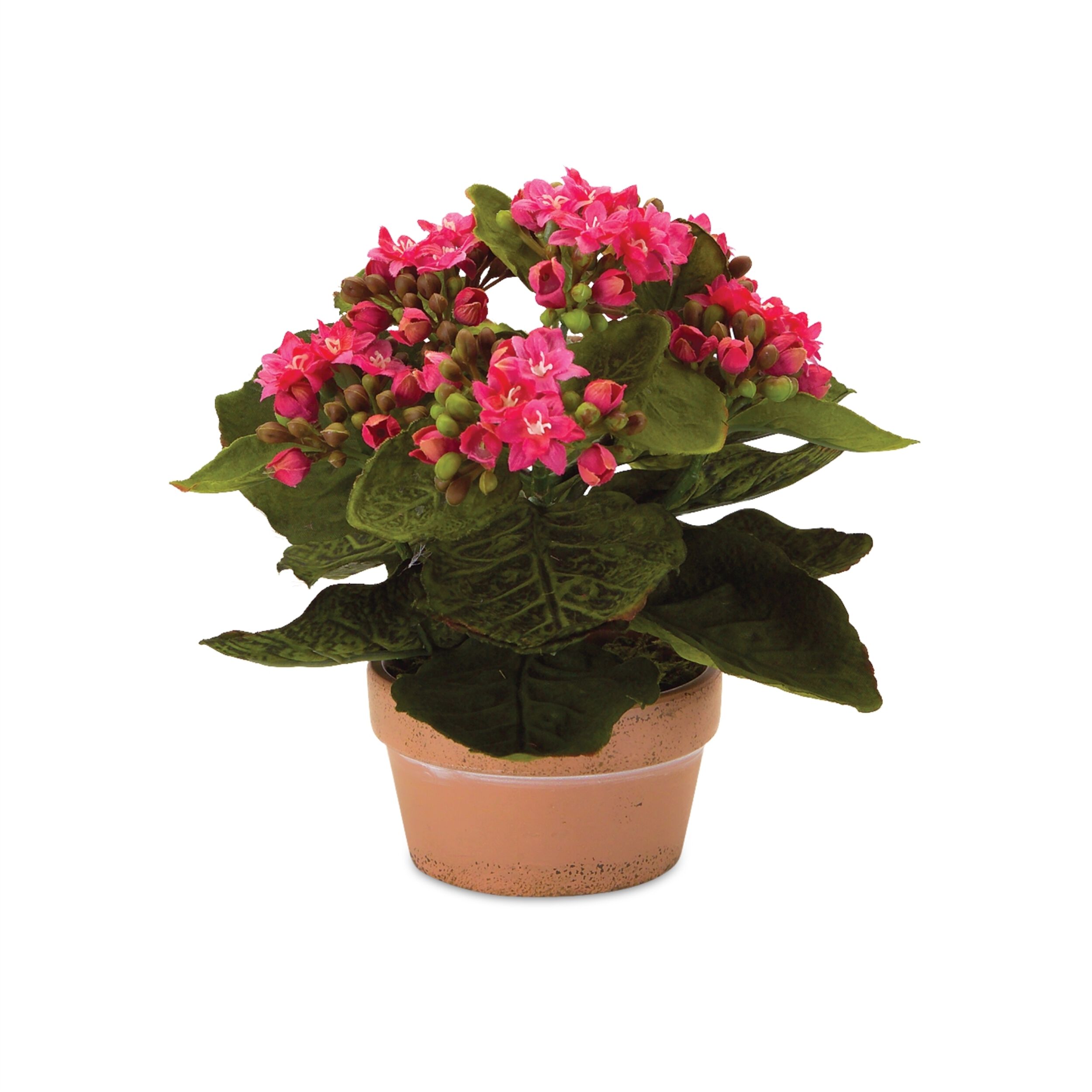 Assorted Kalanchoe Flower in Terra Cotta (Set of 4), PINK WHITE GREEN, alternate image number 4