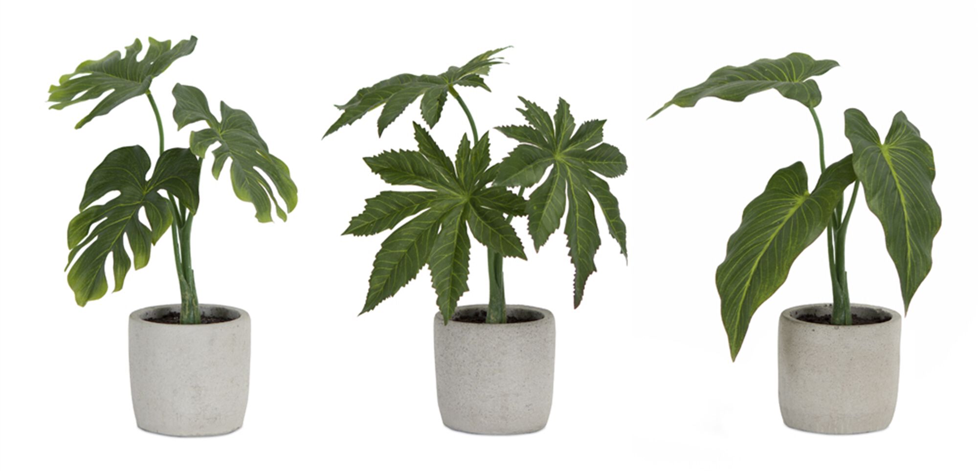 Assorted Foliage Plant in Grey Pot (Set of 6), GREEN BROWN GREY, alternate image number 1