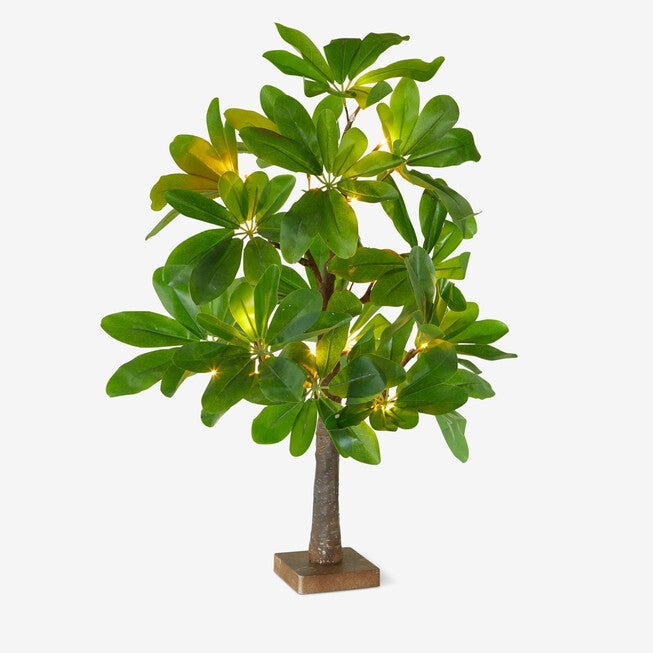 23½"H Pre-Lit Tabletop Ficus Tree, , on-hover image number 1