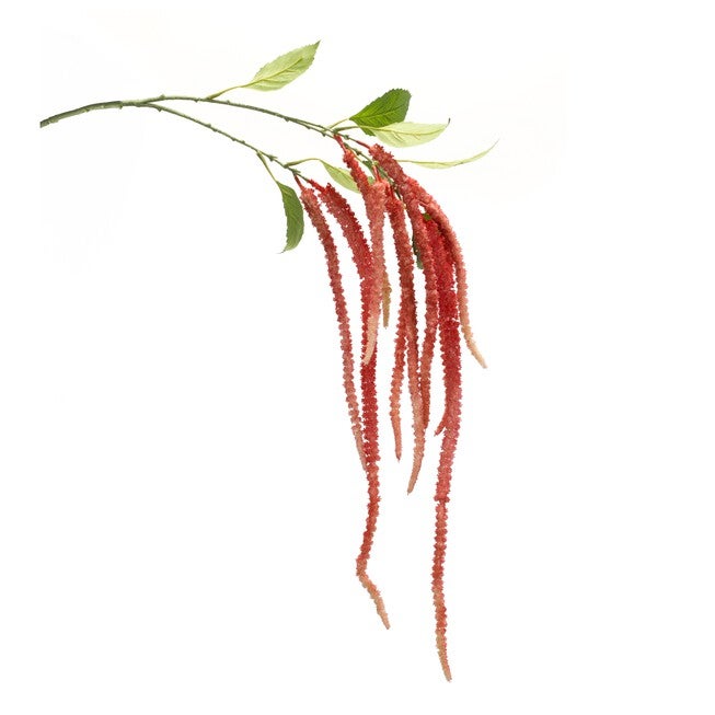 Amaranthus Stem (Set of 4) 53.25 inchesH Plastic/Polyester, GREEN/PINK, hi-res image number 0