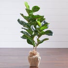 3' Fiddle leaf Fig Tree with Burlap, GREEN, hi-res image number null