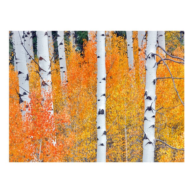 All Weather All Season Outdoor Canvas Art, MULTI, hi-res image number 0