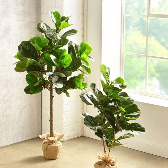 3' Fiddle leaf Fig Tree with Burlap, , alternate image number null