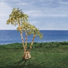 null image number null