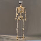 5 Ft. Posable Skeleton image number null